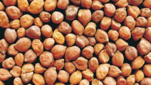 Bengal gram, whole