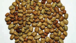 Cowpea, brown
