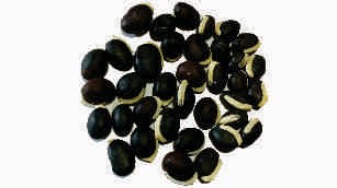 Field bean, black