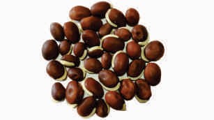 Field bean, brown