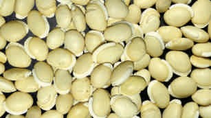 Field bean, white