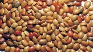 Horse gram, whole