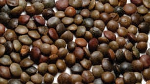 Lentil whole, brown