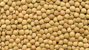 Lentil whole, yellowish