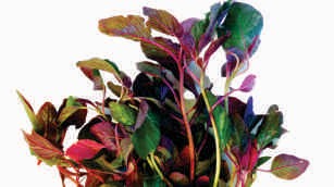 Amaranth leaves, red and green mix