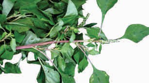 Amaranth spinosus, leaves, green mix