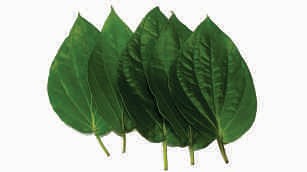 Betel leaves, big (kolkata)