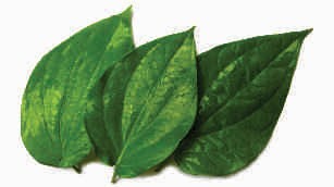 Betel leaves, small