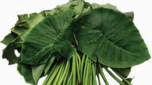 Colocasia leaves, green