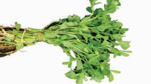 Fenugreek leaves