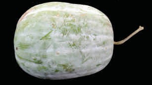 Ash gourd