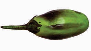 Brinjal-6