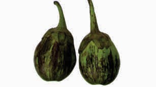 Brinjal-8