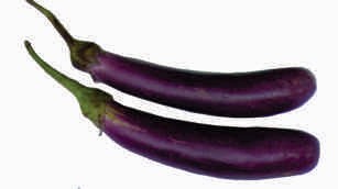 Brinjal-19