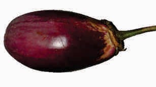 Brinjal - all varieties