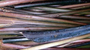 Colocasia, stem, black