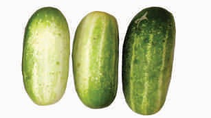 Cucumber, green, short
