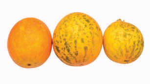 Cucumber, orange, round