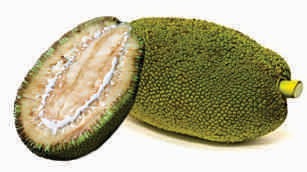 Jack fruit, raw