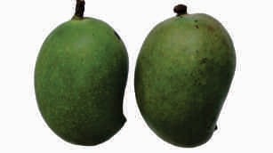 Mango, green, raw