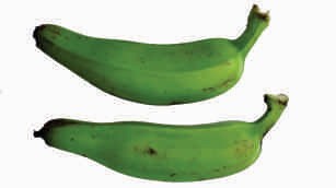 Plantain, green