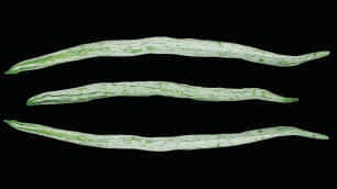 Snake gourd, long, pale green