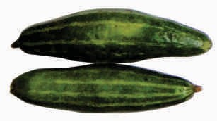 Snake gourd, short