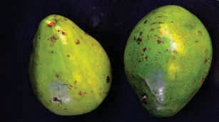 Avocado fruit