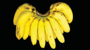 Banana, ripe, robusta