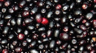 Black berry