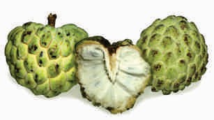 Custard apple