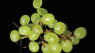 Grapes, seeded, round, green