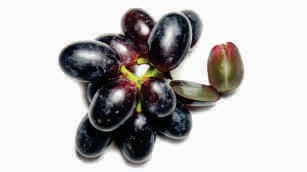 Grapes, seedless, oval, black