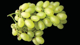 Grapes, seedless, round, green