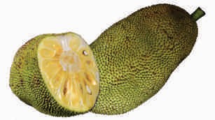 Jack fruit, ripe