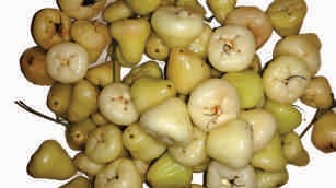 Jambu fruit, ripe