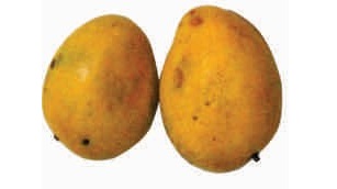 Mango, ripe, gulabkhas