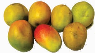 Mango, ripe, paheri