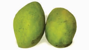 Mango, ripe, totapari