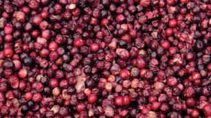 Phalsa