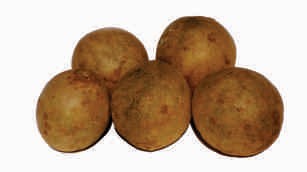 Sapota