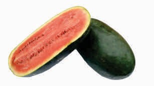 Water melon, dark green (sugar baby)
