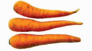 Carrot, orange