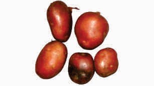 Potato, red skin