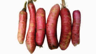 Radish, elongate, red skin