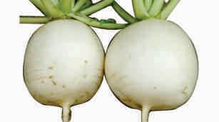 Radish, round, white skin