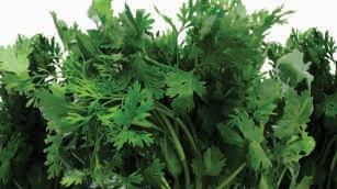 Coriander leaves