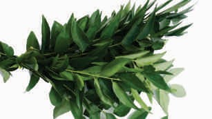 Curry leaves