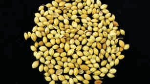 Coriander seeds