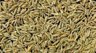 Cumin seeds